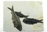 Plate of Three Fossil Fish (Diplomystus & Knightia) - Wyoming #356759-1